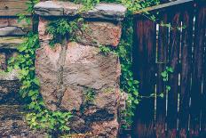 Gate, wall, plant, Russianvine-Jule Leibnitz-Photographic Print