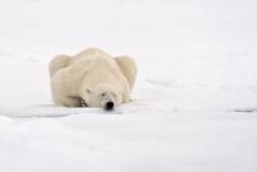 Polar Bear (Ursus maritimus) adult, swimming in open sea, Austfonna, Nordaustlandet-Jules Cox-Framed Stretched Canvas