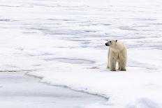 Polar Bear (Ursus maritimus) adult, swimming in open sea, Austfonna, Nordaustlandet-Jules Cox-Stretched Canvas