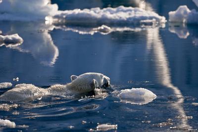 Polar Bear (Ursus maritimus) adult, swimming amongst melting ice, Austfonna, Nordaustlandet