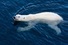 Polar Bear (Ursus maritimus) adult, swimming amongst melting ice, Austfonna, Nordaustlandet-Jules Cox-Framed Photographic Print