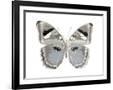 Gramercy Black