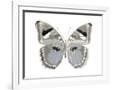 Gramercy White