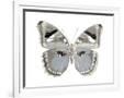 Gramercy White