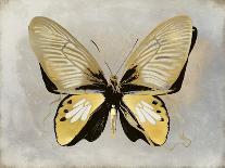 Golden Butterfly IV-Julia Bosco-Art Print