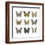 Brown Frame