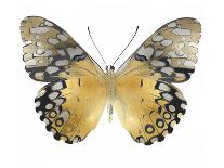 Butterfly Study in Gold II-Julia Bosco-Art Print