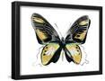 Essential Black