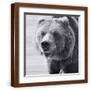 Brown Frame