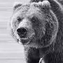 Laminate