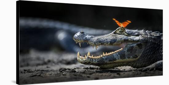 Julia Heleconia (Dryas Julia) Butterfly on Head of Yacare Caiman (Caiman Yacare) Pantanal, Brazil-Wim van den Heever-Stretched Canvas