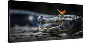 Julia Heleconia (Dryas Julia) Butterfly on Head of Yacare Caiman (Caiman Yacare) Pantanal, Brazil-Wim van den Heever-Stretched Canvas