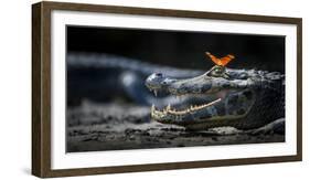 Julia Heleconia (Dryas Julia) Butterfly on Head of Yacare Caiman (Caiman Yacare) Pantanal, Brazil-Wim van den Heever-Framed Photographic Print