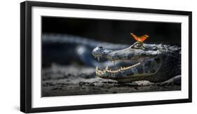 Julia Heleconia (Dryas Julia) Butterfly on Head of Yacare Caiman (Caiman Yacare) Pantanal, Brazil-Wim van den Heever-Framed Photographic Print