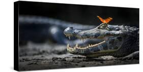 Julia Heleconia (Dryas Julia) Butterfly on Head of Yacare Caiman (Caiman Yacare) Pantanal, Brazil-Wim van den Heever-Stretched Canvas