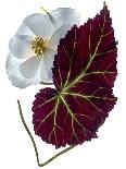 Margie's Poppy Duo, 2012-Julia McLemore-Photographic Print