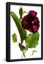 Essential Black