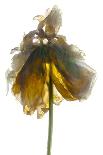 Todd's Iris Dance-Julia McLemore-Photographic Print