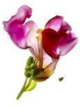 Lisianthus Duo-Julia McLemore-Photographic Print