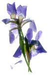 Lisianthus Duo-Julia McLemore-Photographic Print