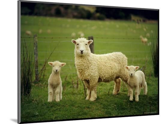 Photographic Print, , large