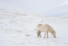 White Horse in Snow Field, Dalvik Area, Eyjafjšrdur, North Iceland-Julia Wellner-Photographic Print
