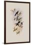 Juliamya, Juliamya Typica-John Gould-Framed Giclee Print