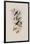 Juliamya, Juliamya Typica-John Gould-Framed Giclee Print