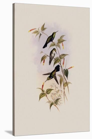 Juliamya, Juliamya Typica-John Gould-Stretched Canvas