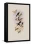 Juliamya, Juliamya Typica-John Gould-Framed Stretched Canvas