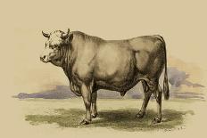 Antique Cow V-Julian Bien-Mounted Art Print