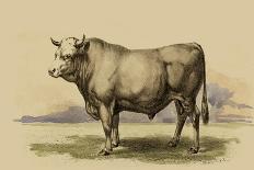 Antique Cow I-Julian Bien-Art Print