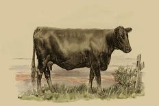 Antique Cow I-Julian Bien-Stretched Canvas