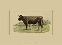 Antique Cow V-Julian Bien-Framed Stretched Canvas