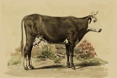 Antique Cow V-Julian Bien-Mounted Art Print