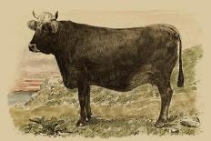 Antique Cow V-Julian Bien-Mounted Art Print