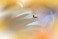 Timeless Tale..-Juliana Nan-Photographic Print