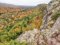 Fall Foliage and Pine Trees in the Forest.-Julianne Eggers-Photographic Print