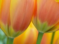 Closeup of Tulips.-Julianne Eggers-Photographic Print