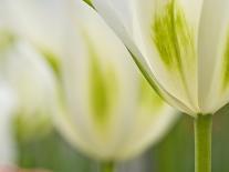 Closeup of Tulip.-Julianne Eggers-Photographic Print