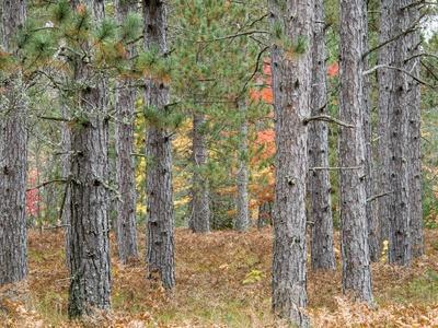 Fall Foliage and Pine Trees in the Forest.