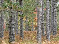 Fall Foliage and Pine Trees in the Forest.-Julianne Eggers-Photographic Print