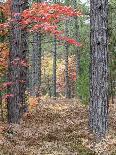 Fall Foliage and Pine Trees in the Forest.-Julianne Eggers-Photographic Print