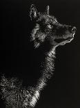 Scratchboard Wolf I-Julie Chapman-Art Print