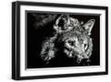 Black Frame