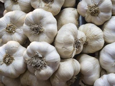 Italy, Florence. Garlic bulbs in the Central Market, Mercato Centrale in Florence.