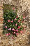 Italy, Tuscany. Pink ivy geraniums blooming in a window in Tuscany.-Julie Eggers-Photographic Print