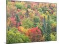 Wood Mount