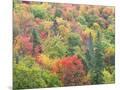 Wood Mount