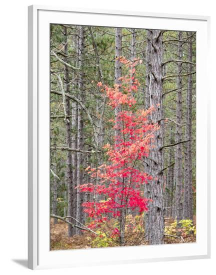 Framed Photographic Print, , large